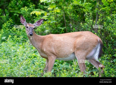 Mule Deer Gestation Period