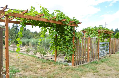 How To Grow Table Grapes An Oregon Cottage
