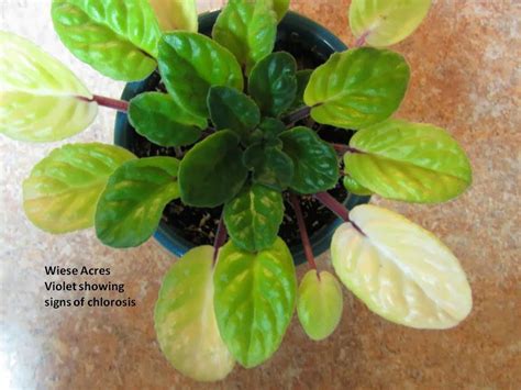 This african violet is living in a clay pot and the white residue you see are soluble salts leaching out of the pot. Wiese Acres: Chlorosis in African Violets