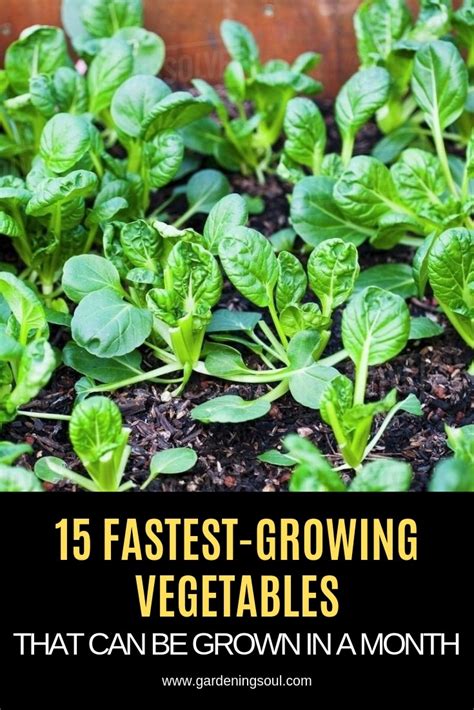 15 Fastest Growing Vegetables Gardening Soul