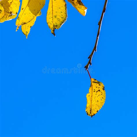 Cherry Tree Leaves Under Blue Sky In Harmonic Autumn Colors Stock Photo