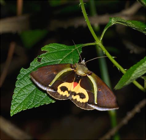 157 is a waltz by johann strauss ii written in 1854. Nachteule Foto & Bild | natur, nachtfalter, insekten ...