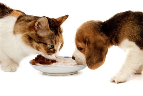 I sometimes let my dogs lick the cat food spoon as a treat! Is Cat Food Bad for Dogs? - Complications, Risks and Side ...