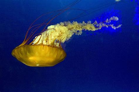 Incredibly Beautiful And Colorful Jellyfish 17 Pics