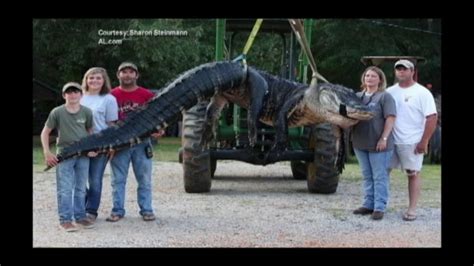 5 Alabama Hunters Haul In 15 Foot 1000 Pound Alligator Abc7 San