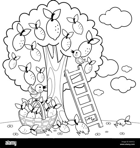 Lemon Tree Harvesting Coloring Book Page Stock Vector Image And Art Alamy