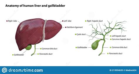Liver And Gallbladder Anatomy Structure Hepatic System Organ Human