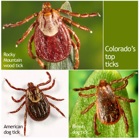 Its Tick Season What Types Of Ticks Are In Colorado And What Diseases