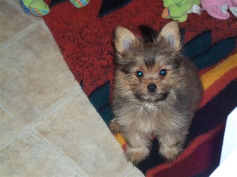 Pomeranian Yorkie Mix Puppies For Sale In Washington Pets Lovers