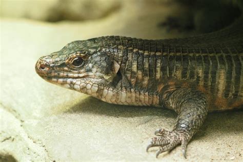 Giant Plated Lizard Zoochat