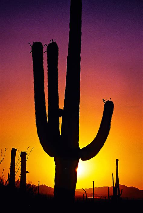 Saguaro Cactus At Sunset Saguaro National Park Tucson Mountain