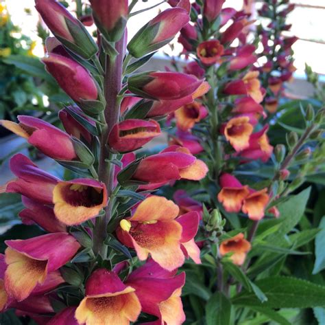 Perennial flowers, it can be tough to remember which is which. Foxglove | Premier Color Nursery