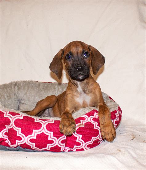 Bella Is A Boxer And Rhodesian Ridgeback Puppy For Sale In Springfield Mo