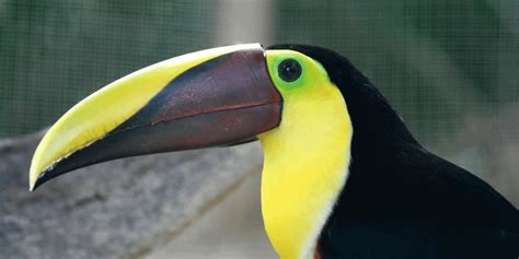 Different Types Of Beaks Of Birds Bird Sphere