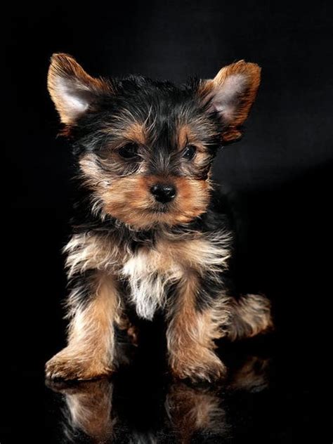 Dog Training Tips Youtube Yorkshire Terrier Puppies Yorkshire