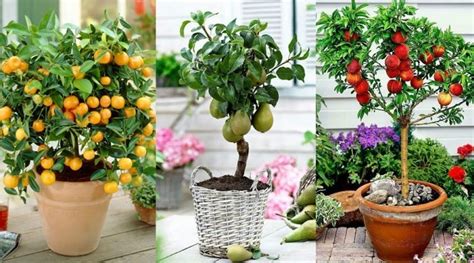 6 Fruit Trees You Can Grow In Pots Easily Fruit Trees Container