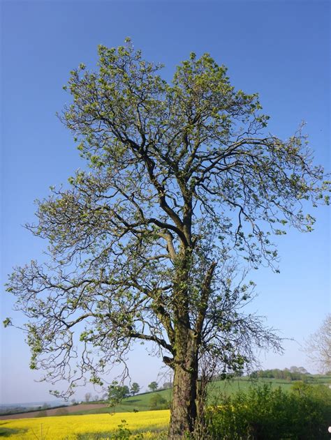 By removing dead or dying branches, overgrowth, or a tree that may be interfering with another tree, you will Wild Service-tree | NatureSpot