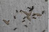 Images of Termite Wings Pictures