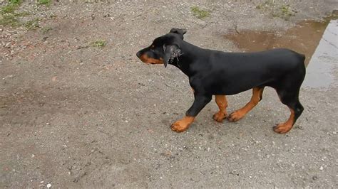 Doberman Pinscher 3 Month Old Playing Youtube