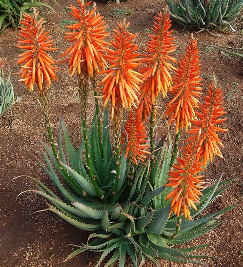 Safari Orange Aloe Sunset Plant Collection