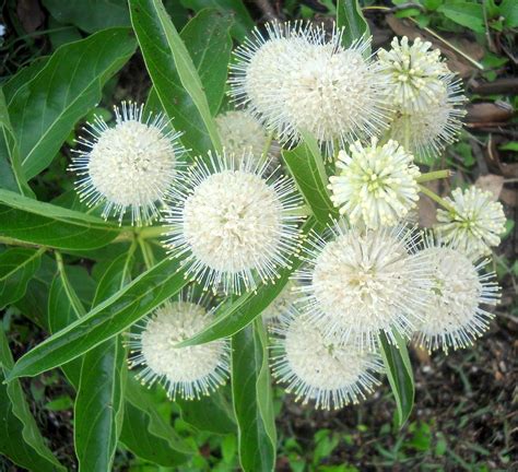 Buttonbush Cephalanthus Occidentalis Is A Native Shrub With So Much