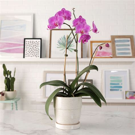 Easiest Orchids To Grow Indoors Better Homes And Gardens