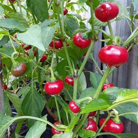 hot pepper hungarian cherry hope seeds