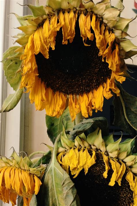 Sunflowers Love The Giver