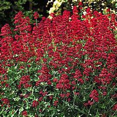 I have tried to include both red annuals and perennials that will grow in a variety of zones and conditions so you can find what works best for. 1000+ images about pink and red flowers on Pinterest ...