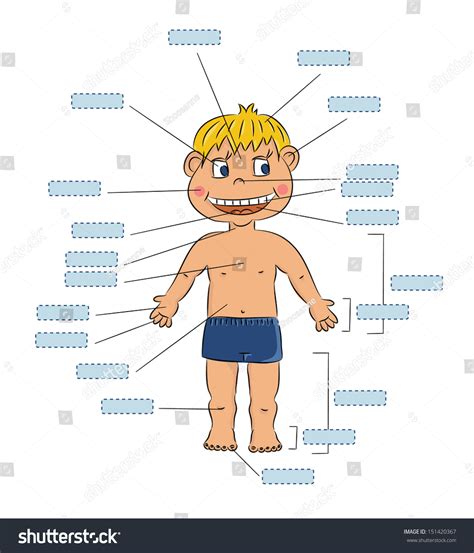 Parts Boy Body Insert Names Vector Stock Vector 151420367 Shutterstock