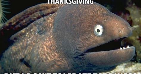 Happy Thanksgiving Meme On Imgur