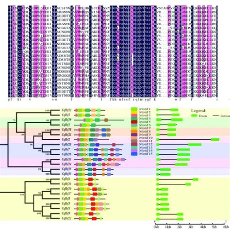Multiple Alignment Phylogenetic Tree Conserved Motifs And Gene