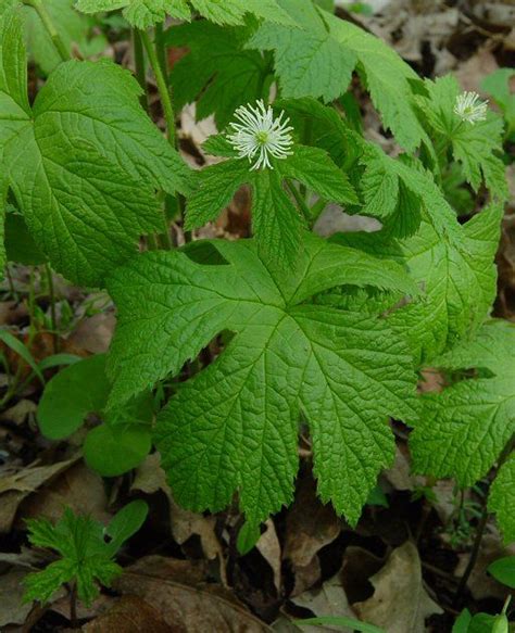 Goldenseal Plant Was Used Traditionally By Native Americans To Treat