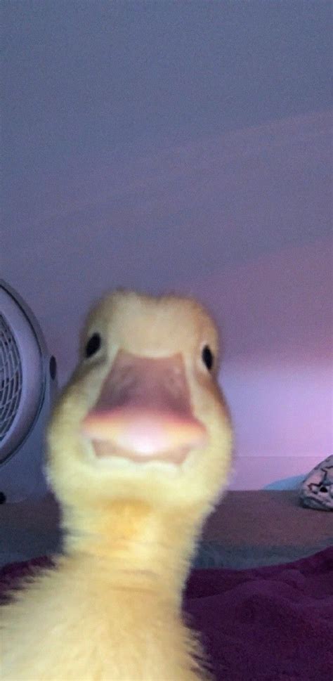Cute snapchat duck photo wallpaper Домашние животные юмор Смешные