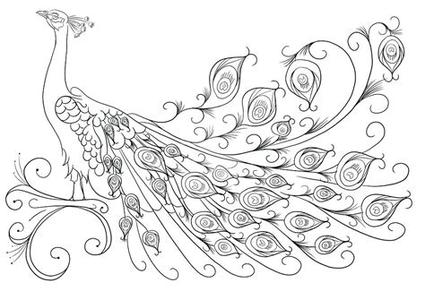 Peacock coloring page for adults 3 31 peacock coloring pages. Peacock Coloring Pages Printable at GetDrawings | Free ...