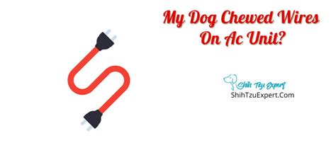 How To Keep Your Dog From Chewing Wires