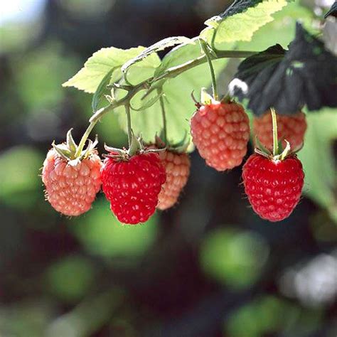 Raspberry Better Homes And Gardens