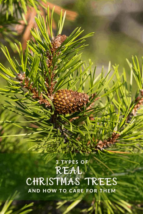 3 Types Of Real Christmas Trees And Care Tips • Mommys Memorandum