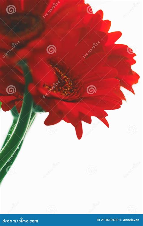 Red Daisy Flower Isolated On White Background Floral Art And Beauty In