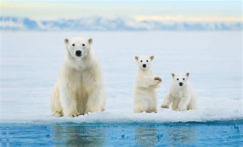 Polar Bear Cruise Tour In Svalbard Norway National Geographic