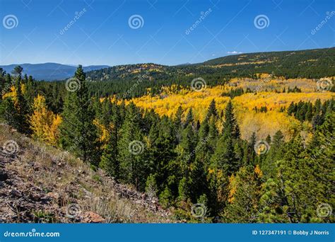 Colorado Fall Season With Golden Aspen Trees Stock Image Image Of
