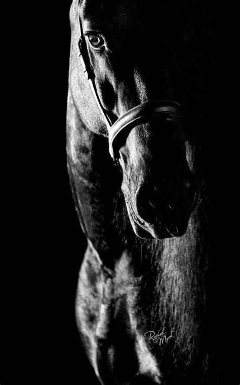 Raphael Macek Photography Le Cheval Dans Sa Plus Pure Splendeur Blog