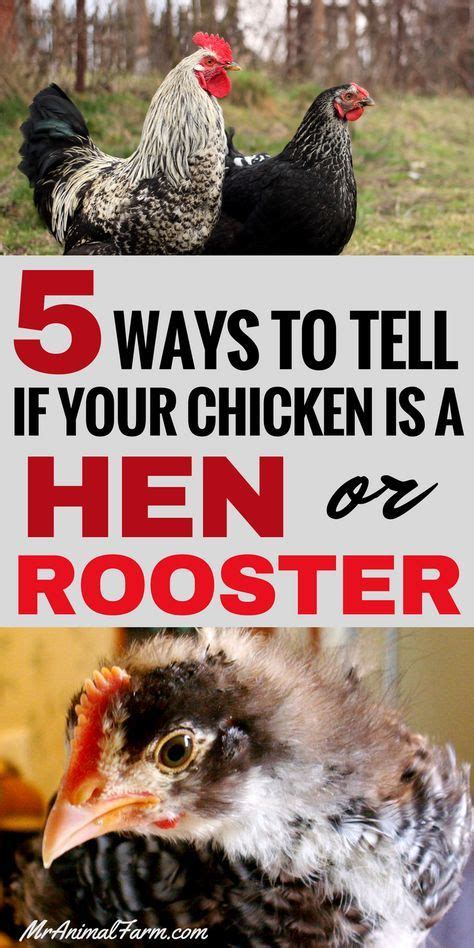 How To Sex A Chicken Tell A Hen From A Rooster Artofit
