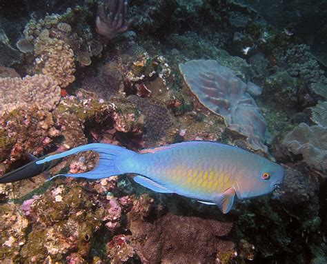 Diving The Indian Ocean Reefs