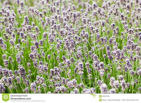 Beautiful Colorful Lavender Field Stock Image Image Of Lines Field