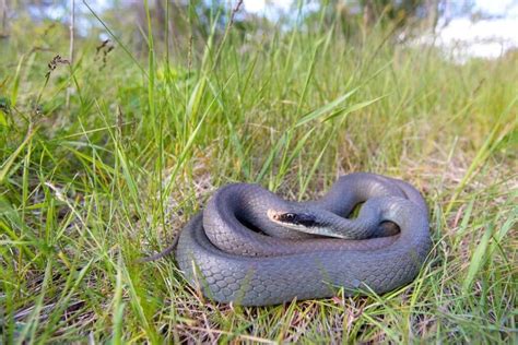Blue Racer Snake Learn About Nature