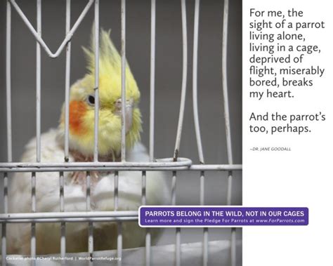 Caged And Depressed ‘let Companion Birds Fly