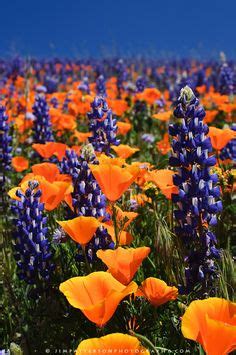 Maybe you would like to learn more about one of these? Native Plants for Southern California on Pinterest ...