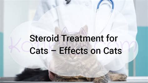 Steroid Treatment For Cats Effects On Cats Kotikmeow