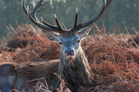 Red Deer Stag Portrait In Autumn Fall Winter Forest Landscape Digital